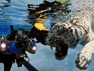 Artwork Title: Tiger Diver