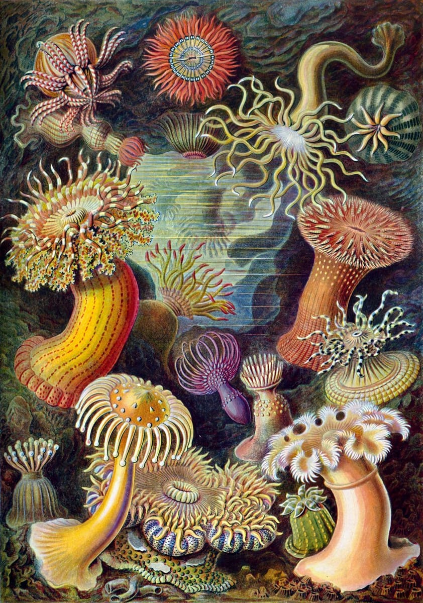 Artwork Title: Sea Anemone (Actiniae)