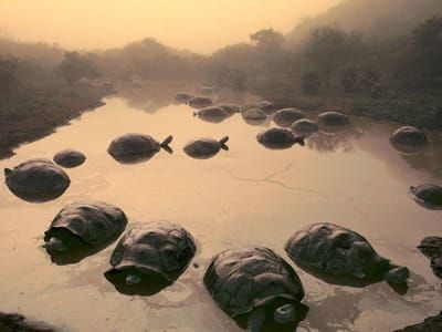 Artwork Title: Giant Tortoises At Dawn
