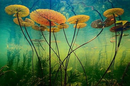 Artwork Title: Water Lilies