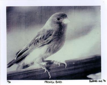 Artwork Title: French Bird