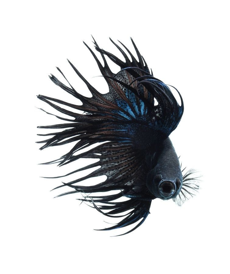 Artwork Title: Black Betta Fish