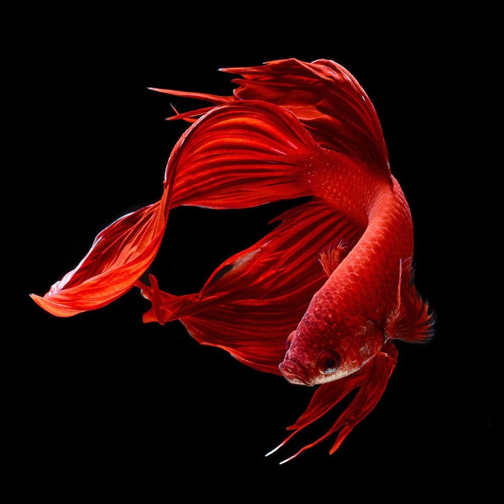 Artwork Title: Red Siamese Fighting Fish