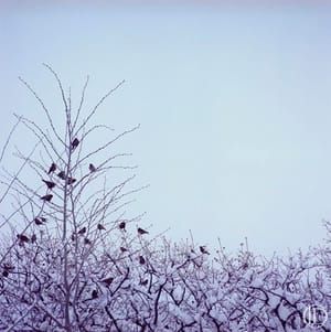 Artwork Title: Birds In Tree