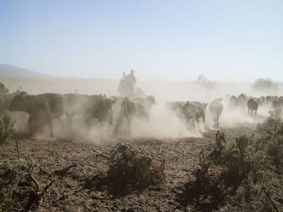 Artwork Title: Rowdy Moving Cattle Between Pastures, 71 Ranch, Deeth, Nevada