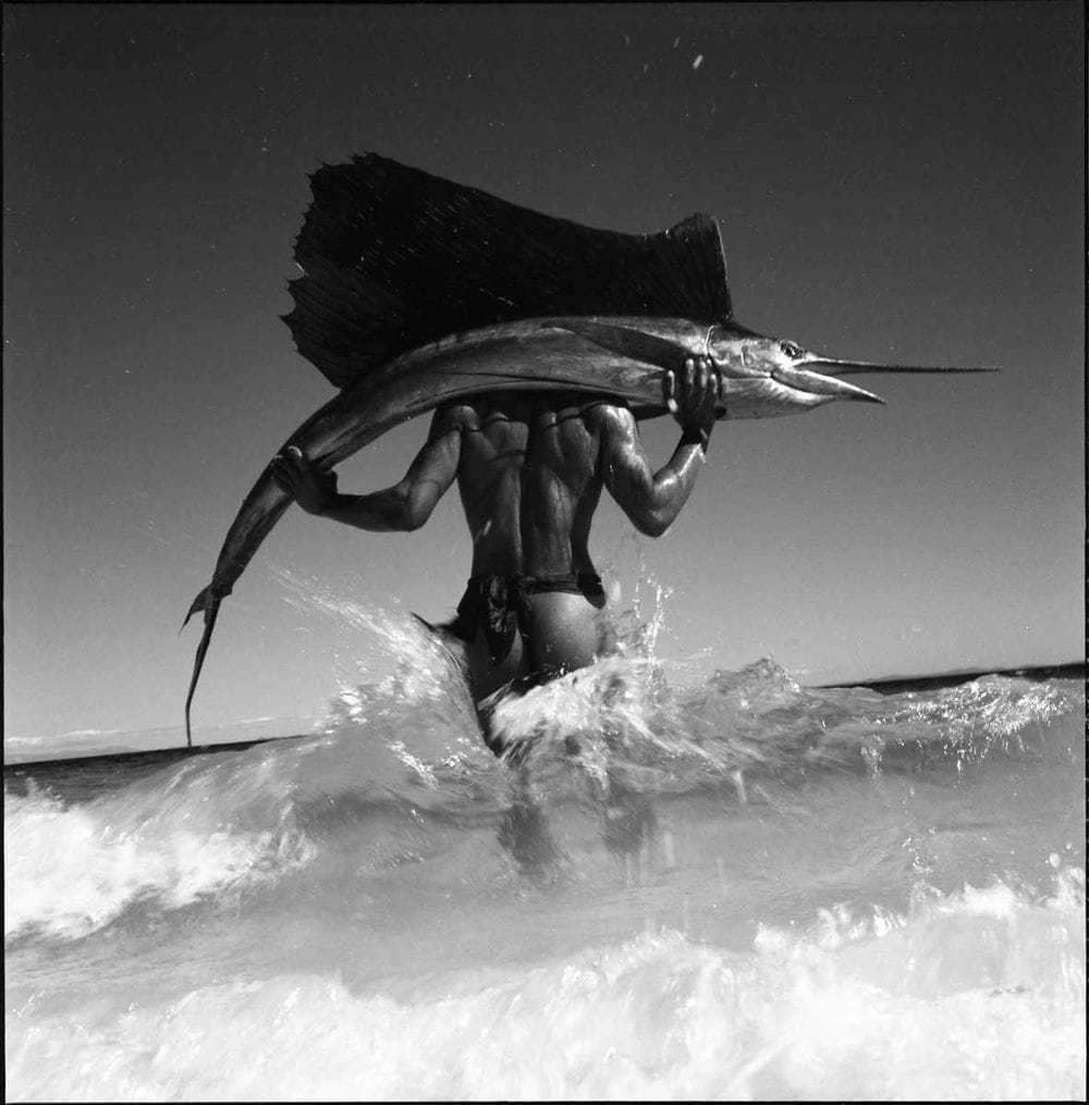 Artwork Title: Sailfish, Madagascar1994