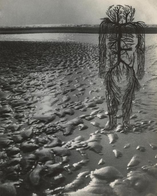 Artwork Title: Untitled , human circulatory system diagram, wet beach sand with high sea horizon