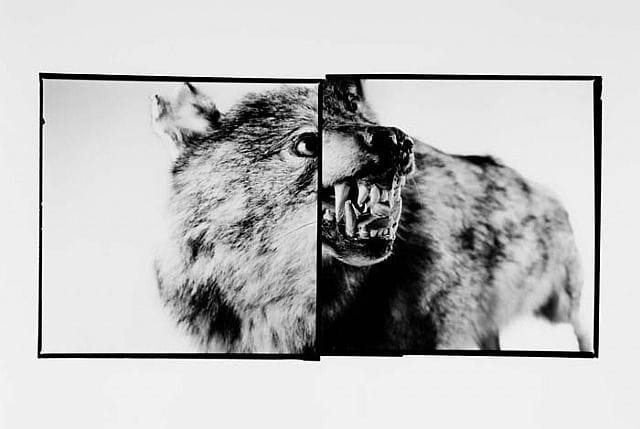 Artwork Title: Le loup
