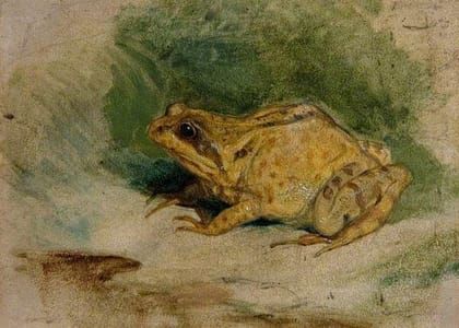 Artwork Title: Study of a Frog