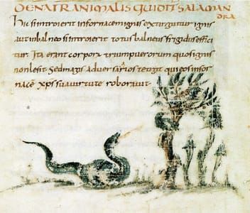 Artwork Title: Salamandra