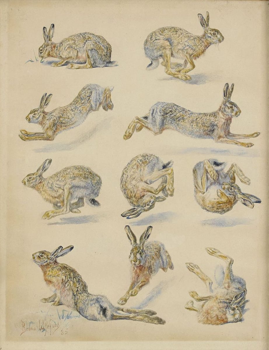 Artwork Title: Hare Studies