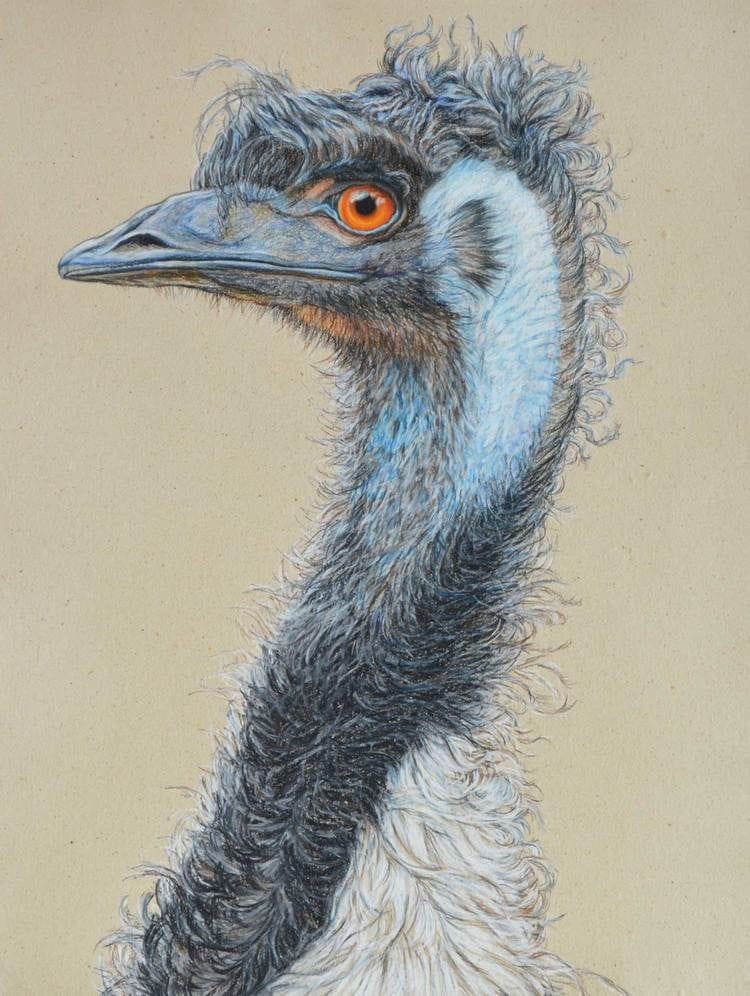 Artwork Title: Emu Portrait