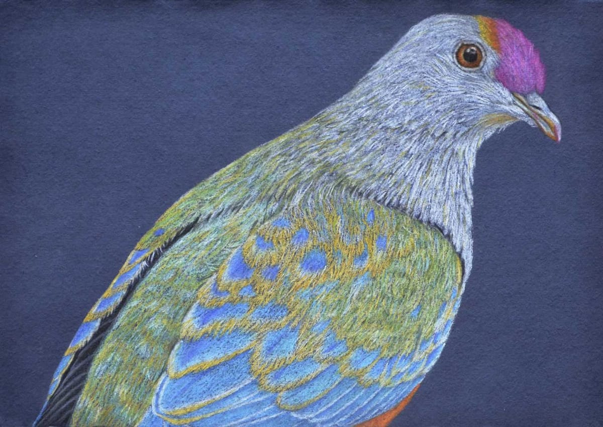 Artwork Title: Rose Crowned Fruit Dove