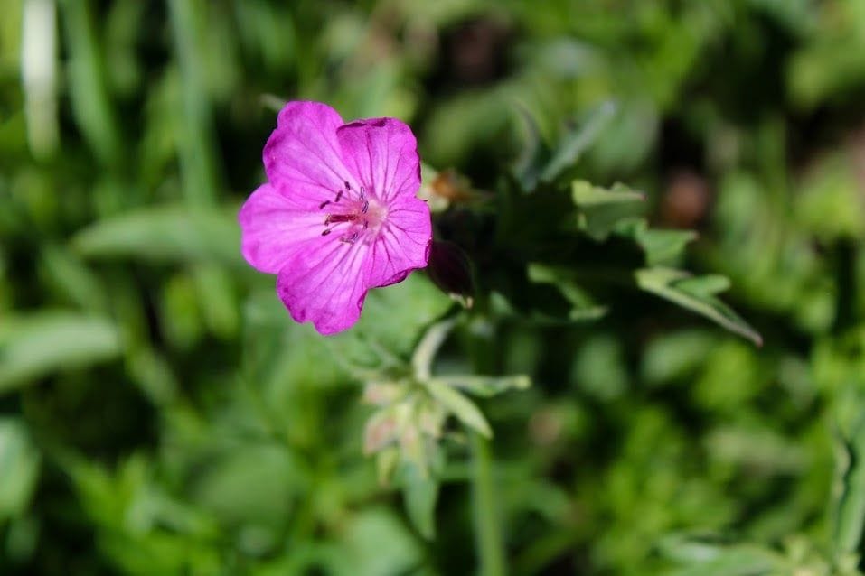 Artwork Title: Sticky geranium