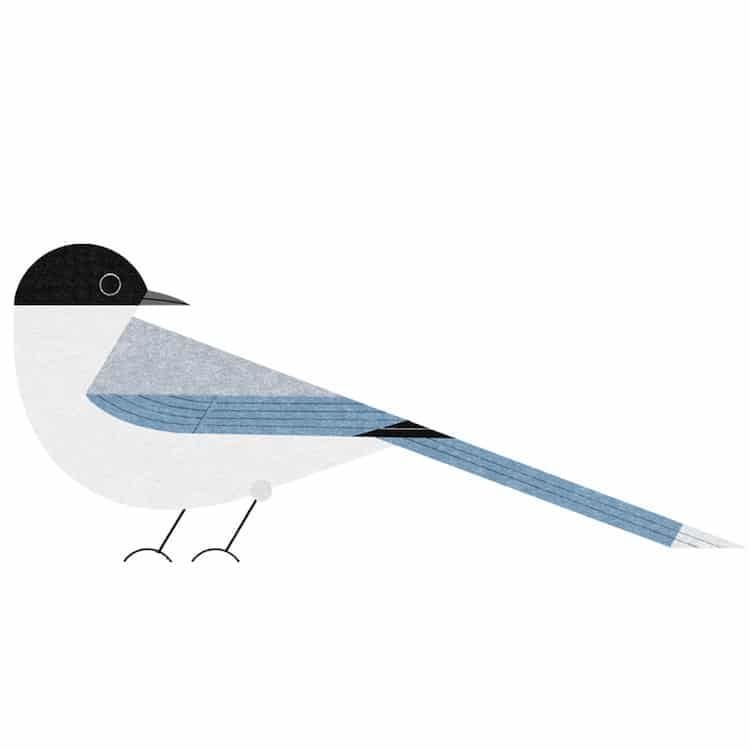 Artwork Title: Azure-Winged Magpie