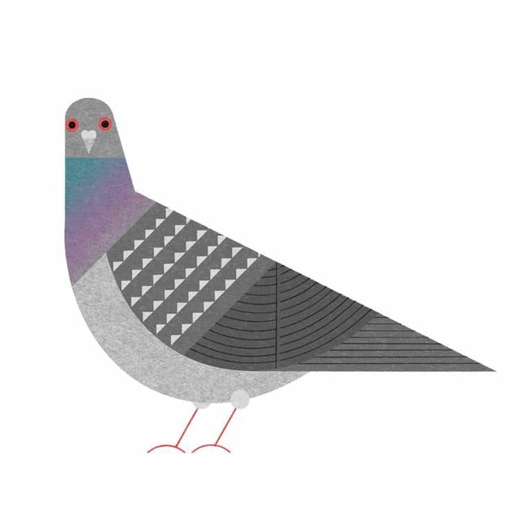 Artwork Title: Rock Dove