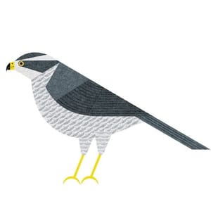 Artwork Title: Northern Goshawk