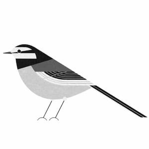 Artwork Title: White Wagtail