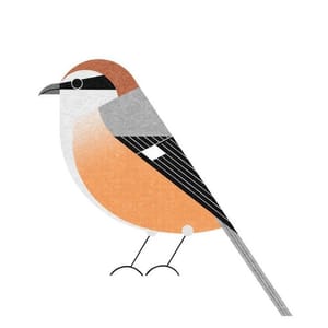 Artwork Title: Bull-Headed Shrike