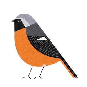 Artwork Title: Daurian Redstart