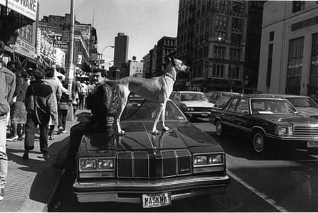 Artwork Title: Dog on Car, Canal Street