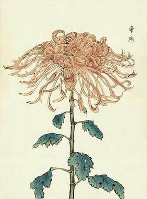 Artwork Title: Chrysanthemum