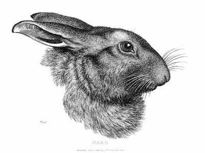 Artwork Title: Hare's Profile