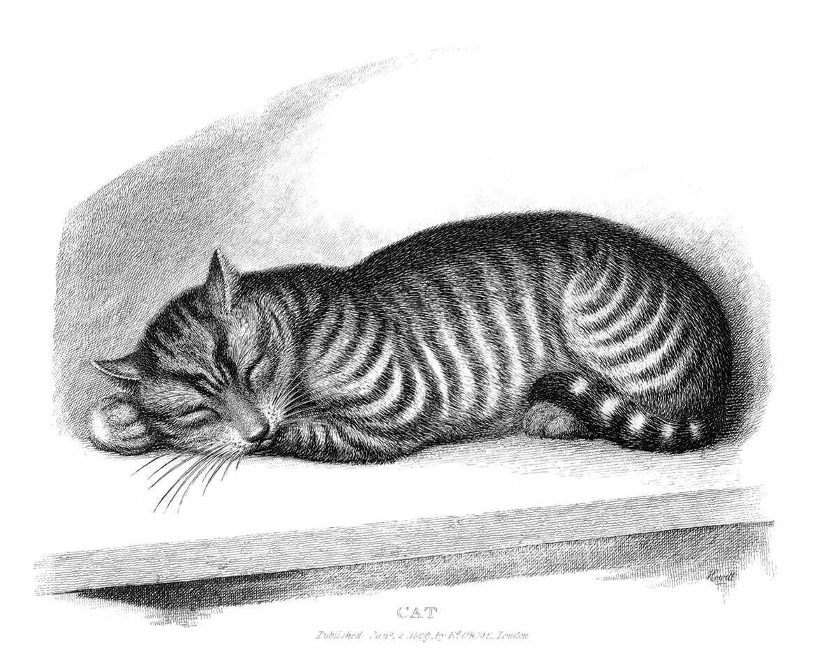 Artwork Title: Sleeping Cat