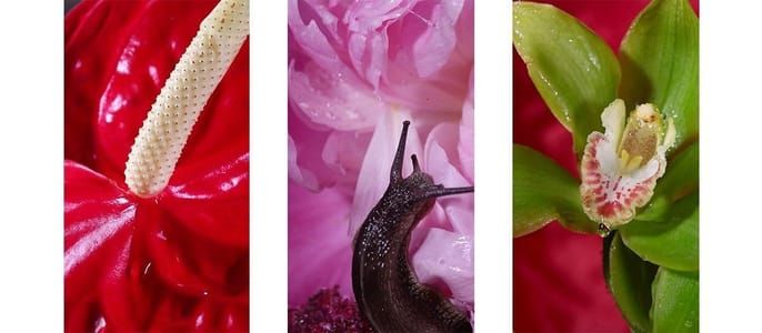 Artwork Title: Untitled