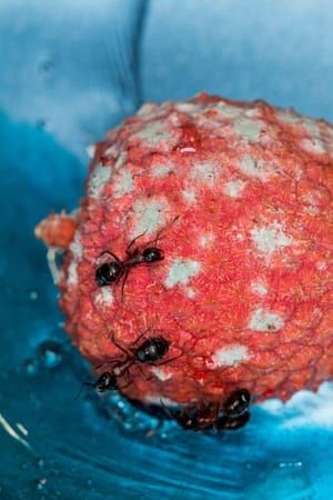 Artwork Title: Untitled