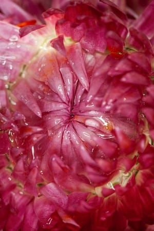 Artwork Title: Untitled