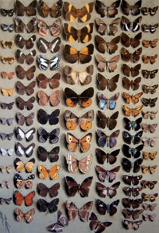 Artwork Title: Ninety-Six Lepidoptera, in Seven Columns, Mostly Butterflies Belonging to the Hesperiidae