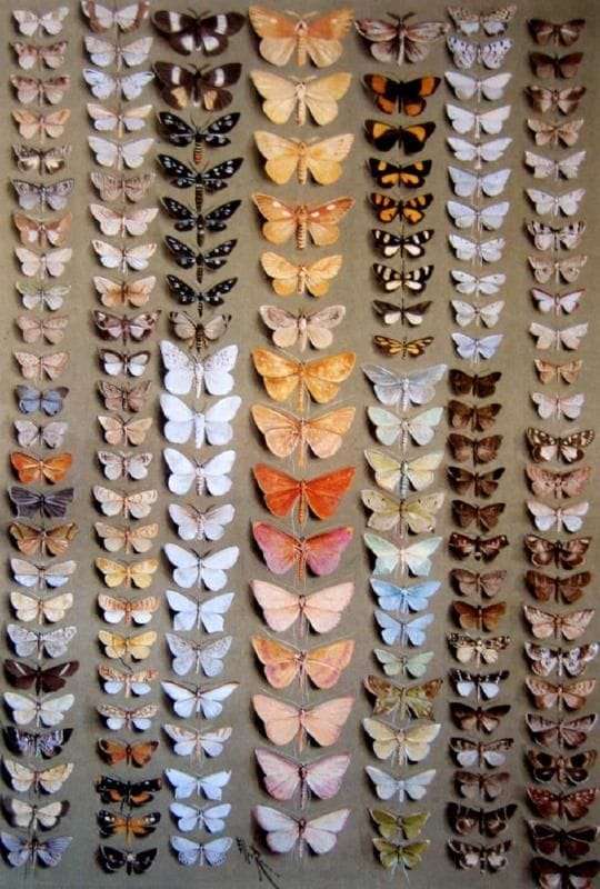 Artwork Title: One Hundred and Fifty-Eight Medium-and Small-Sized Moths, in Seven Columns