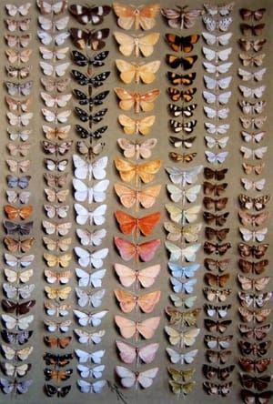 Artwork Title: One Hundred and Fifty-Eight Medium-and Small-Sized Moths, in Seven Columns