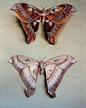 Artwork Title: A Female Atlas Moth, Attacus (Family Saturniidae, Upperside and Underside)