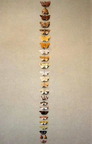Artwork Title: Twenty-Five Smaller Moths, Belonging to Several Families