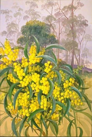 Artwork Title: Acacia pycnantha,  Golden Wattle,  family FABACEAE