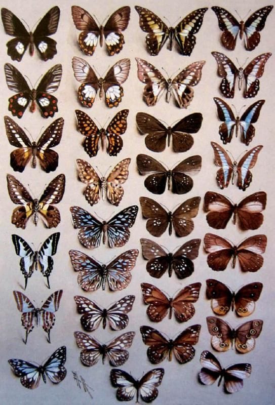 Artwork Title: Thirty-Three Butterflies, in Four Columns, Belonging to the Papilionidae