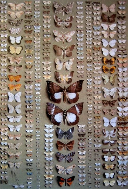 Artwork Title: Three Hundred and Seventy-Four Moths, in Eleven Columns, Belonging to a Wide Variety of Families