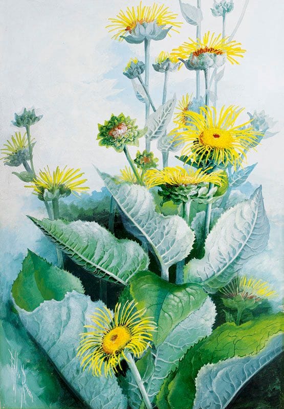 Artwork Title: Sunflower Daisy (Wedelia Asperrima)