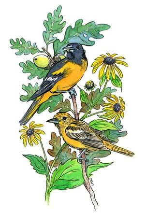 Artwork Title: Baltimore Oriole & Black Eyed Susan