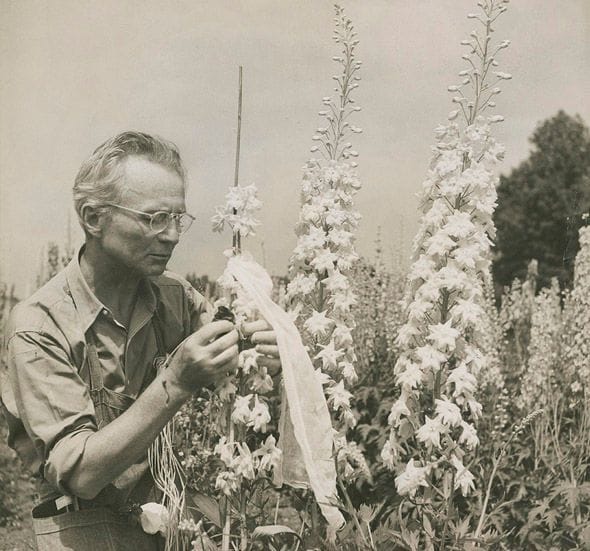 Artwork Title: Edward Steichen with delphiniums