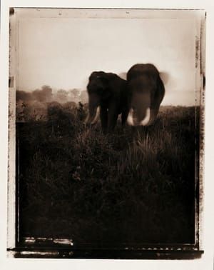 Artwork Title: Safari - Elephant 1