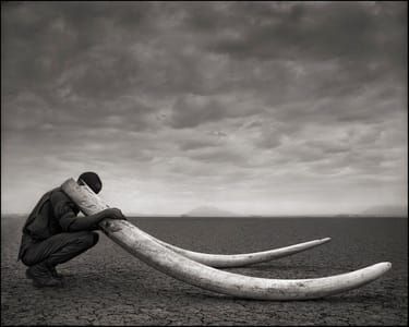 Artwork Title: Ranger With Tusks Of Killed Elephant