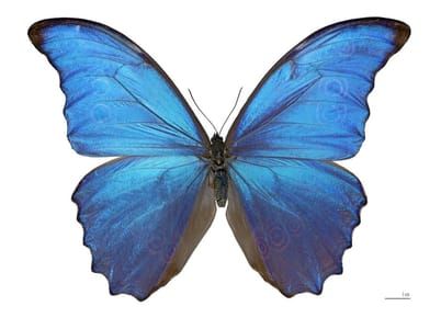 Artwork Title: Butterfly