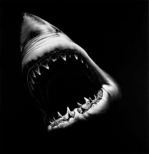 Artwork Title: Untitled (big Shark)