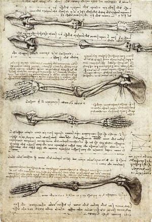Artwork Title: Studies of the Arm showing the Movements made by Biceps