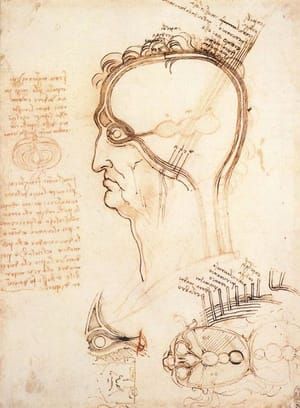 Artwork Title: Anatomical Drawings - Head, Codex Huygens