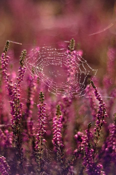 Artwork Title: undefined