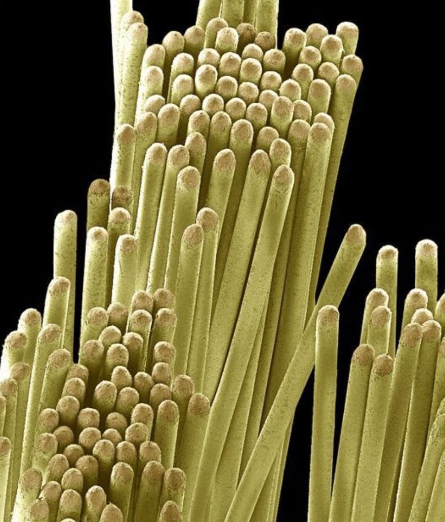 Artwork Title: Spazzolino da denti, visto al microscopio